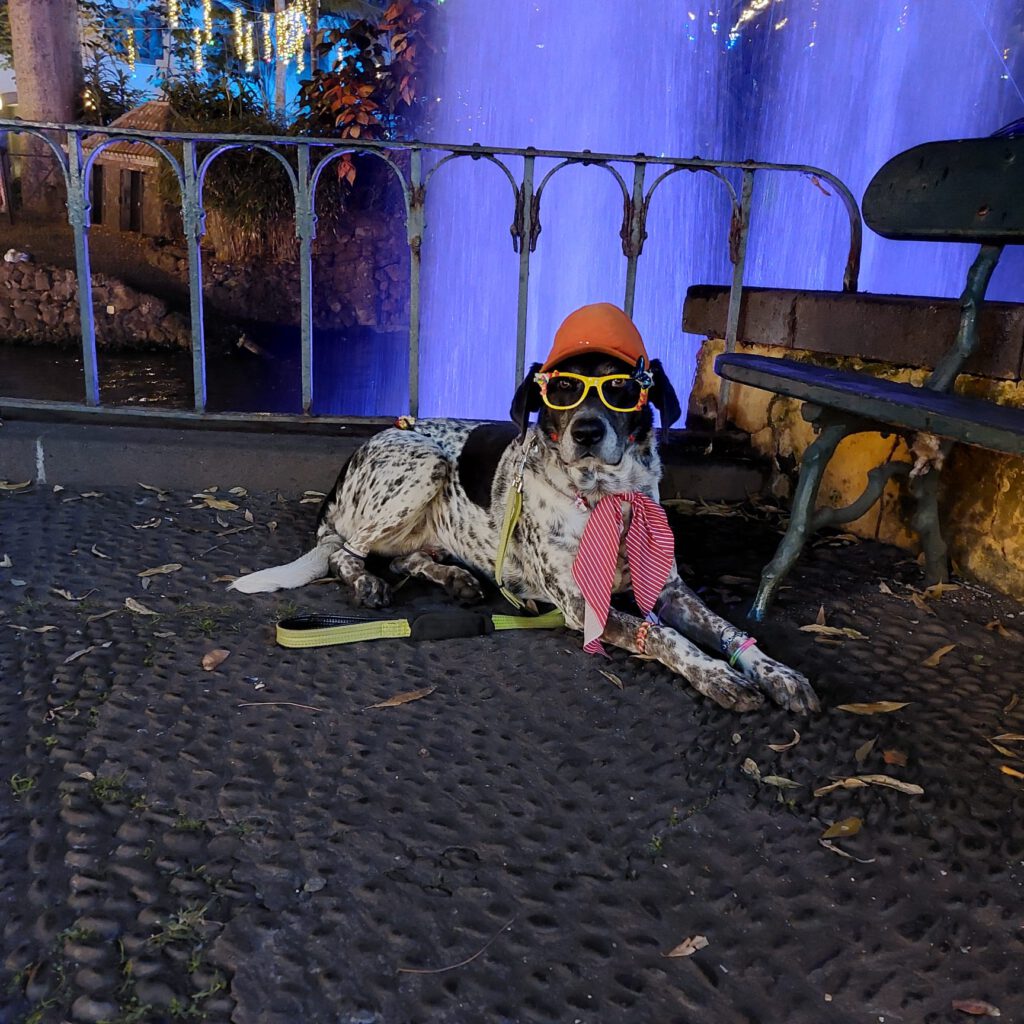 Zum Jubiläum tierisch gut drauf